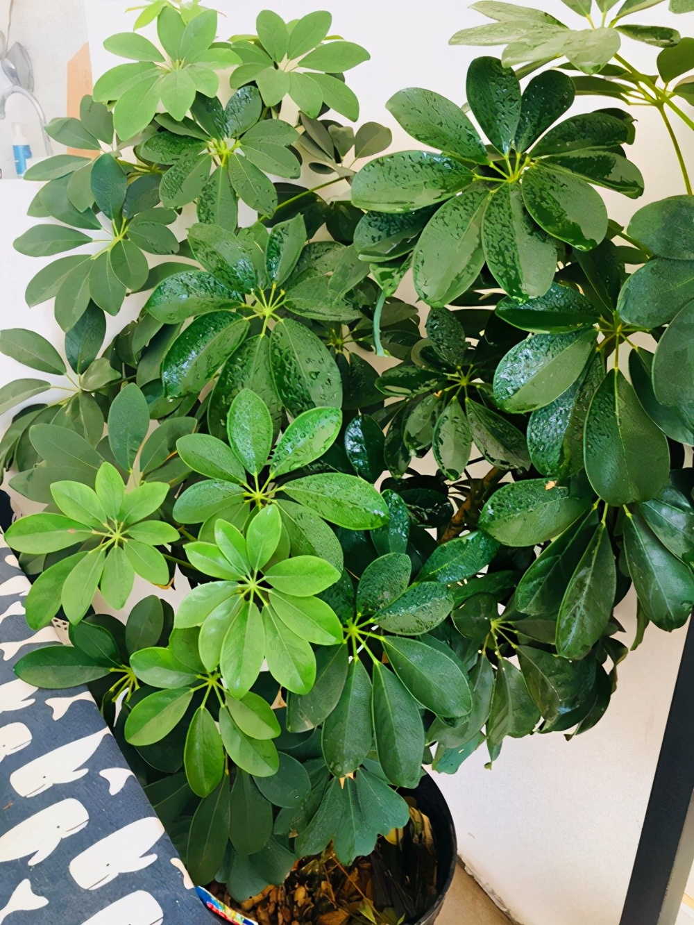 4种容易招病虫害的植物，都是什么原因造成的，对症下药