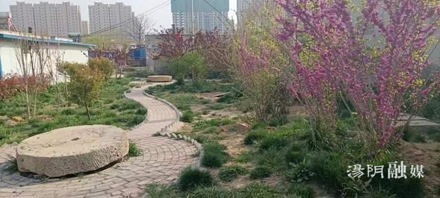 汤阴韩庄大黄村：打造“花园式”生态宜居美丽乡村