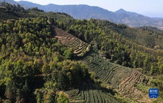 40多年，1万多亩！黄秋水的“绿化情缘”