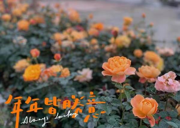 市区春节绿化景观已美美上线！正等待大家观赏