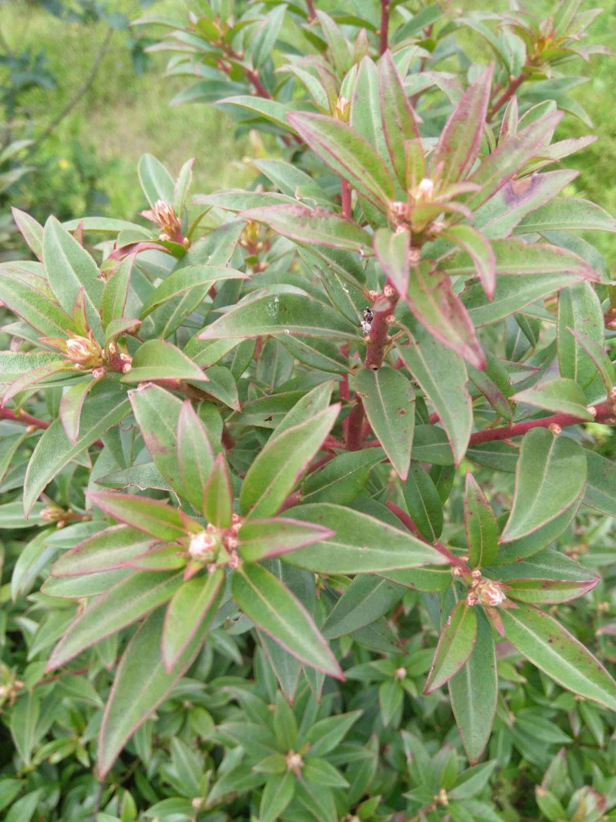 夹竹桃有剧毒？凤仙花委屈：这个锅我不背