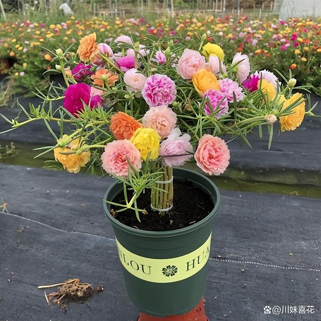 立秋后养太阳花，及时掌握4个要点，新芽长满盆，花开满枝头