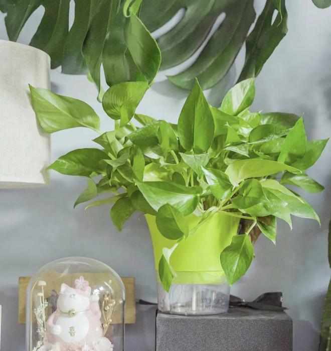 5种“喜水花”，一天一瓢水，立马绿油油，偷懒“死的快”