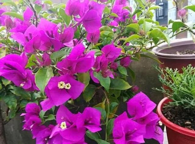 5种花冬天“怕冻”，别放外面养，不然容易冻死