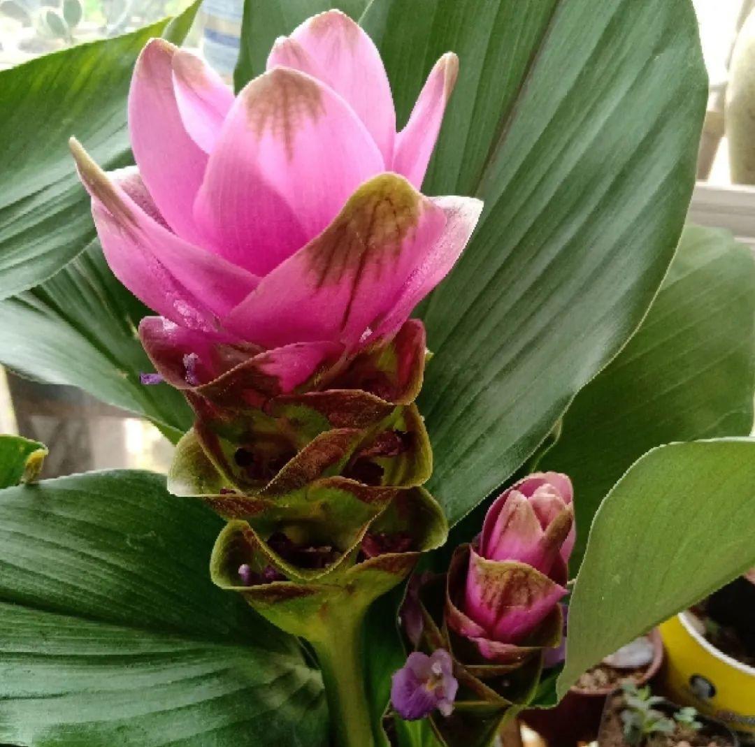 生姜埋门口，竟然开花了，花期还超长