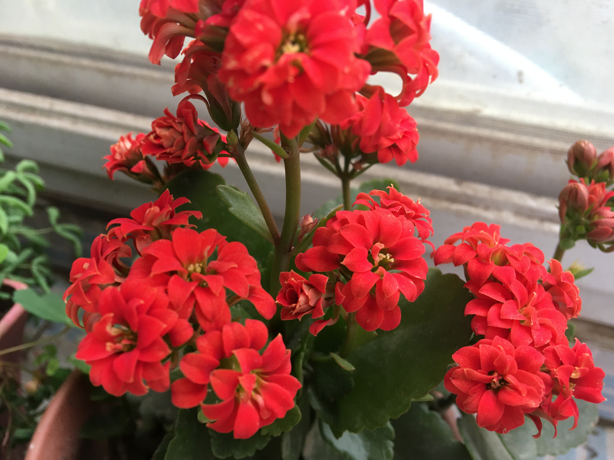 长寿花进入了盛花期，做好这2点，见花不见叶，花量更大