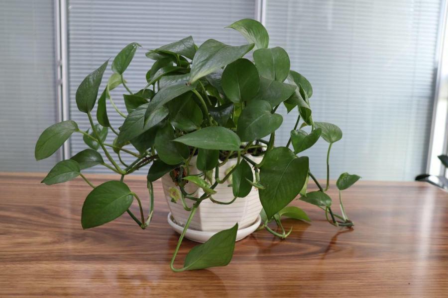 绿萝都要被你养死？教你方法，一招补救