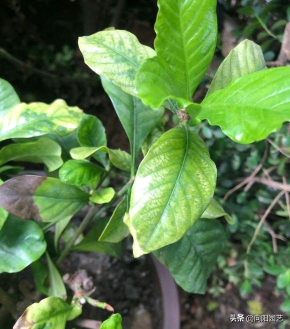 栀子花叶子发黄了！先不要丢，浇点硫酸亚铁，或许还能救活