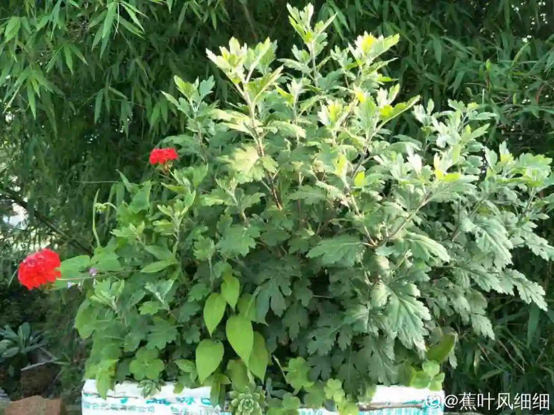 水仙长成“高个子”，就不开花了，矮一点才好