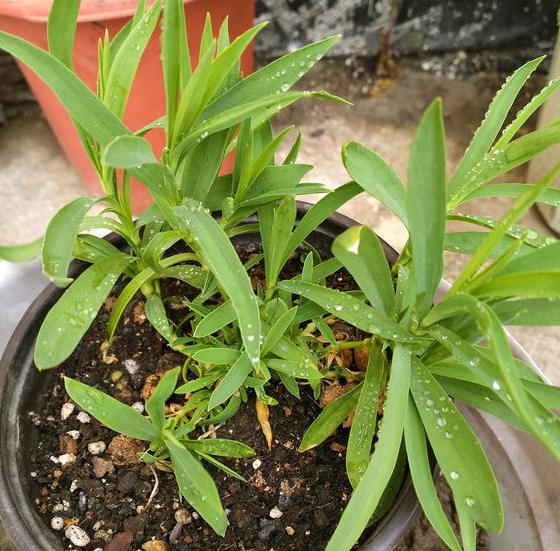 嫌弃鸡鸭粪便臭？不如就用它来养花，无异味，肥效温和又持久