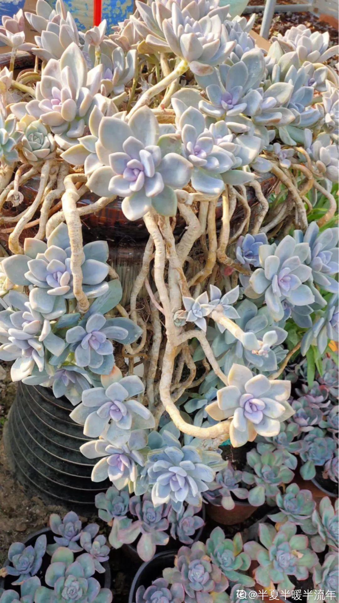超级耐旱花，整个冬天不浇水，还能胖一圈
