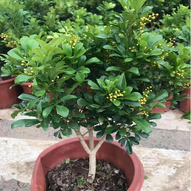 养盆米兰花，开完一茬又一茬，花瓣金黄色，四季都能开花