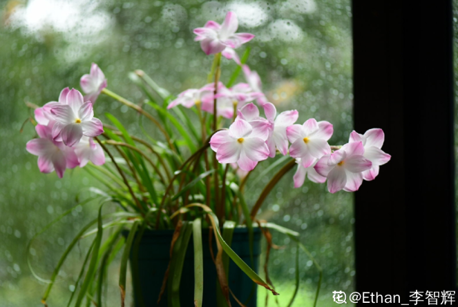 路边一种韭菜花，一到下雨就开花，比天气预报还准时