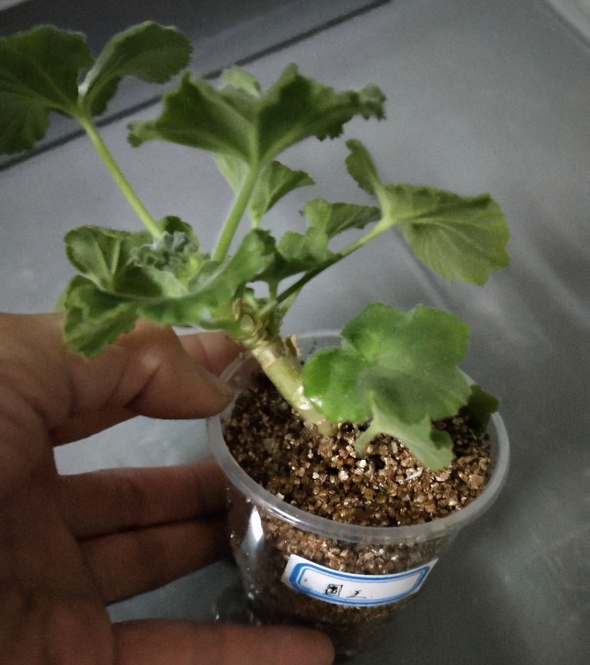 天竺葵国王怎么养？这样做，苗壮花多颜色美，很勤花