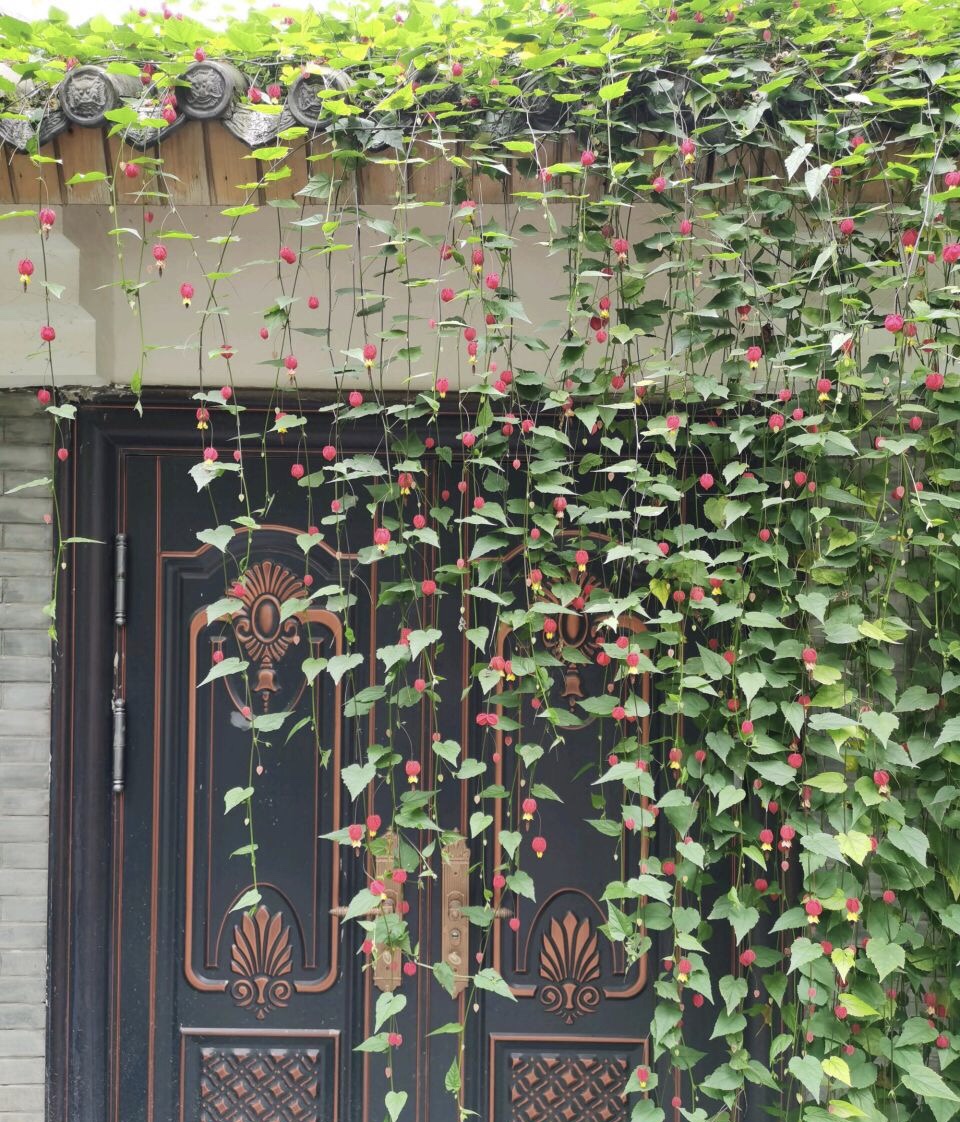 4种花“高颜值”，花朵像“小仙女、红灯笼”，你家有几种？