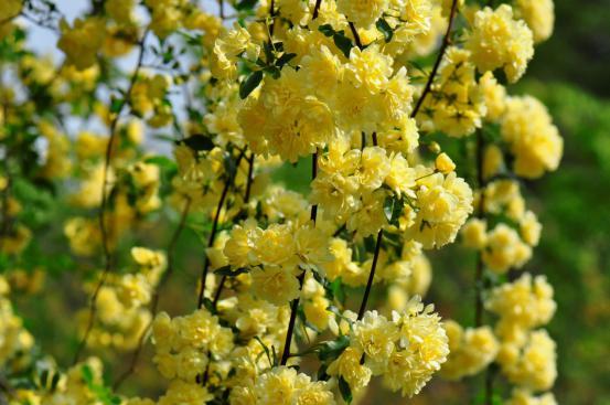 院子再小，也要养株它，慢慢开成花海，开花养眼，亲戚朋友都说香