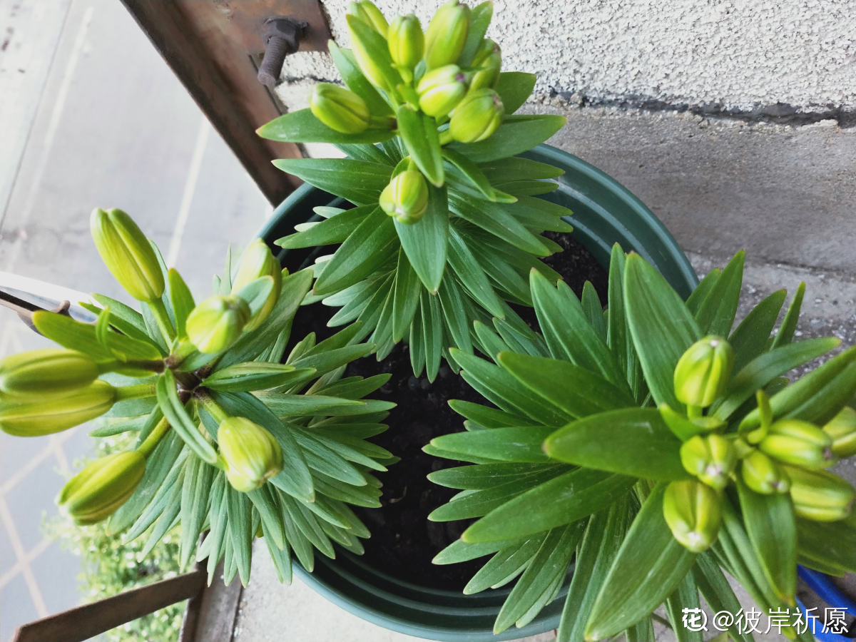 耗时两个月的百合种植日记，从栽种到开花，按步骤养爆盆没问题