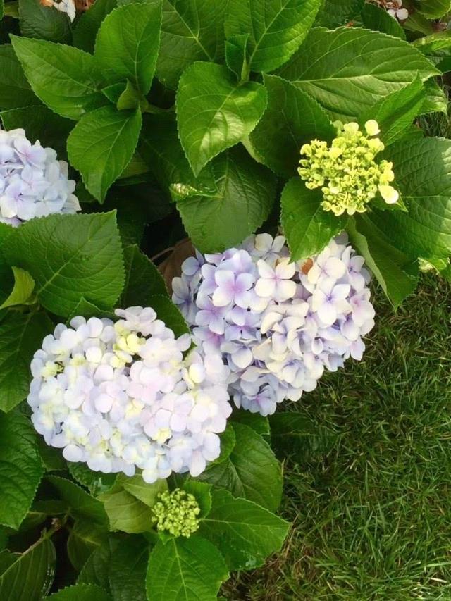 院子里养花，就养这几种，花多颜值高很好养，变成浪漫小花园