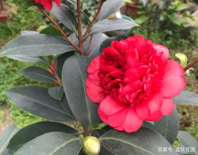 茶花为什么花蕾没开就枯萎了？做好这5点管理，年年花开满枝