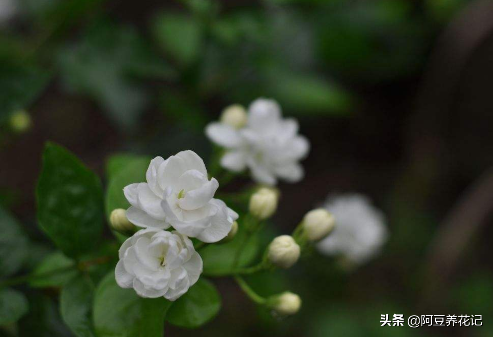 养茉莉花、君子兰等花，用这类土，很难把花养好，多数人不知道