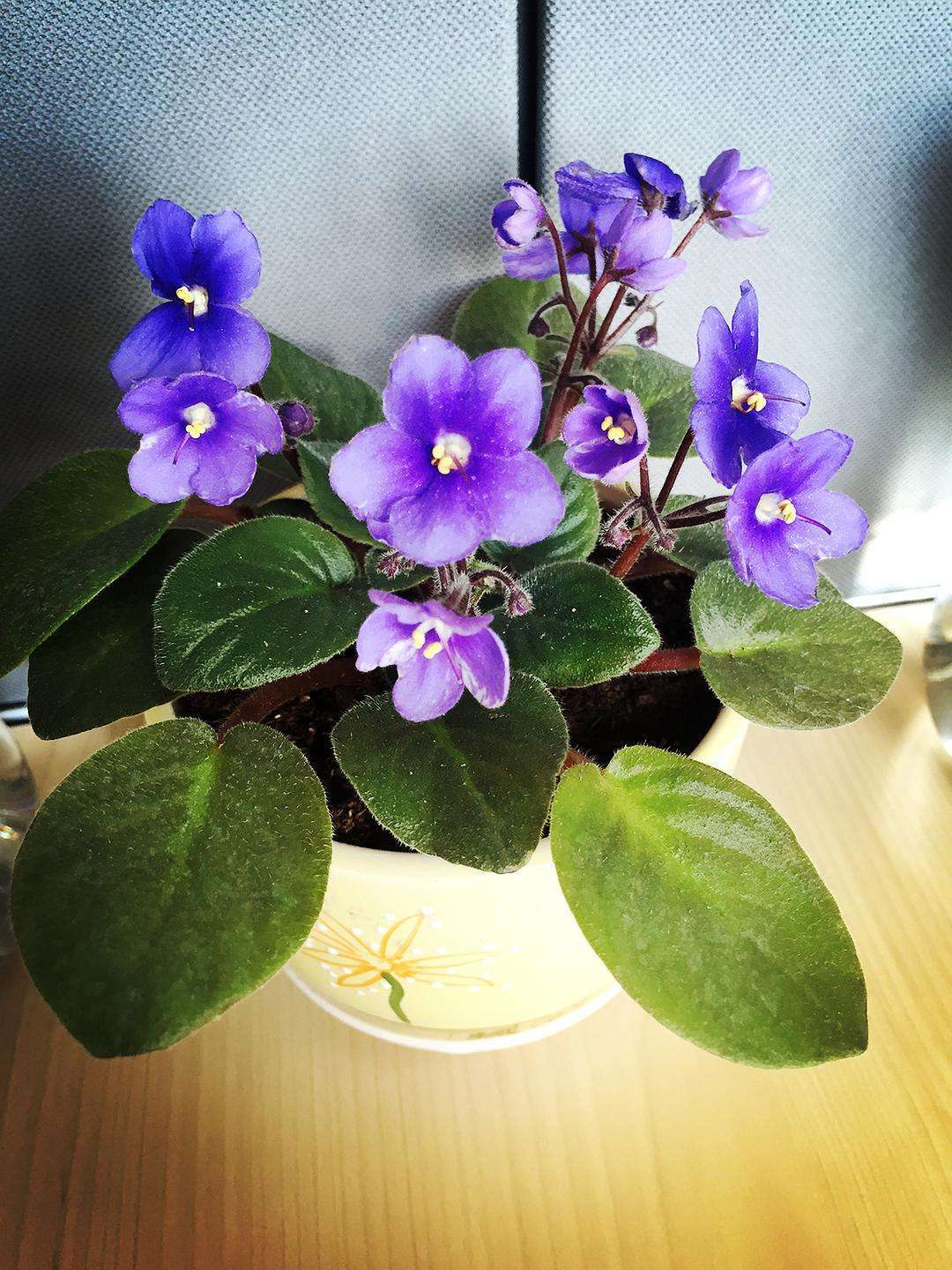 非洲堇夏天花色差，整体萎蔫，终于搞清楚哪里出了问题