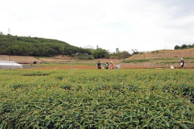 喜讯！景林公司引种驯化的两种尾巨桉获省级良种审定