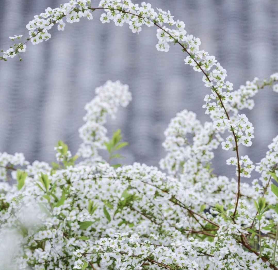 它是春天的“开花机器”，能开出1大片“雪花”，养在院子漂亮