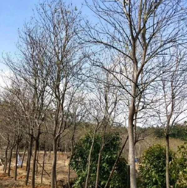 一树黄花，是风动，更是心动——这种树行情被看好