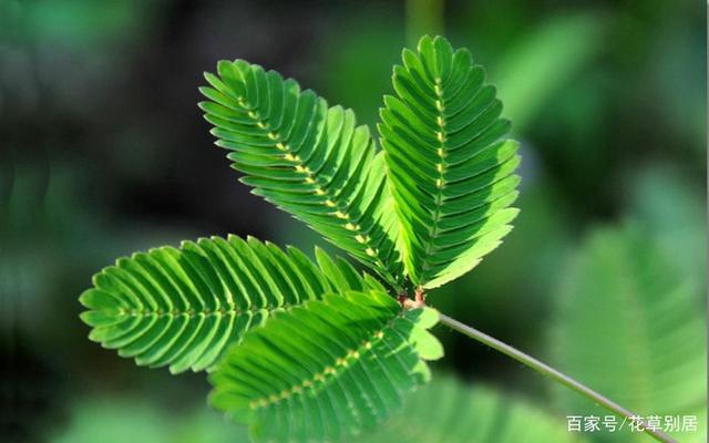 含羞草特性是什么？含羞草怎么养？