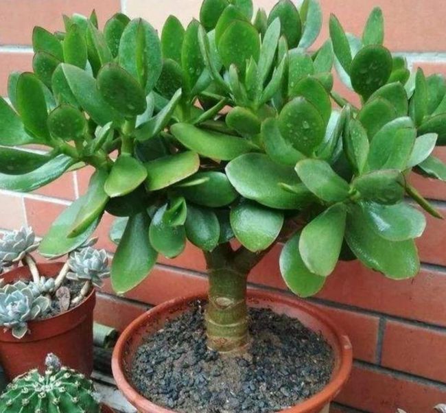 天热了，5种花已经“休眠”，切记不能频繁浇水