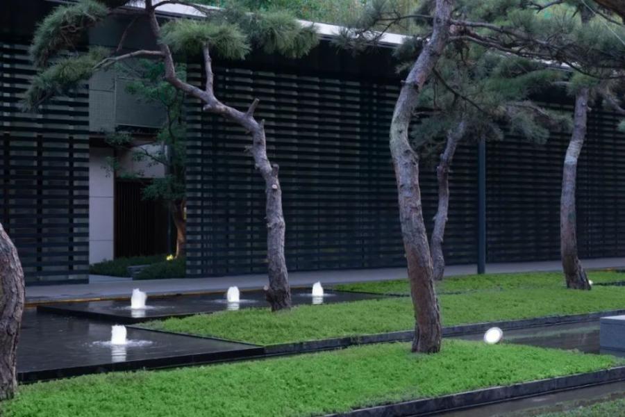 无树不成景 | 景观示范区里的网红树