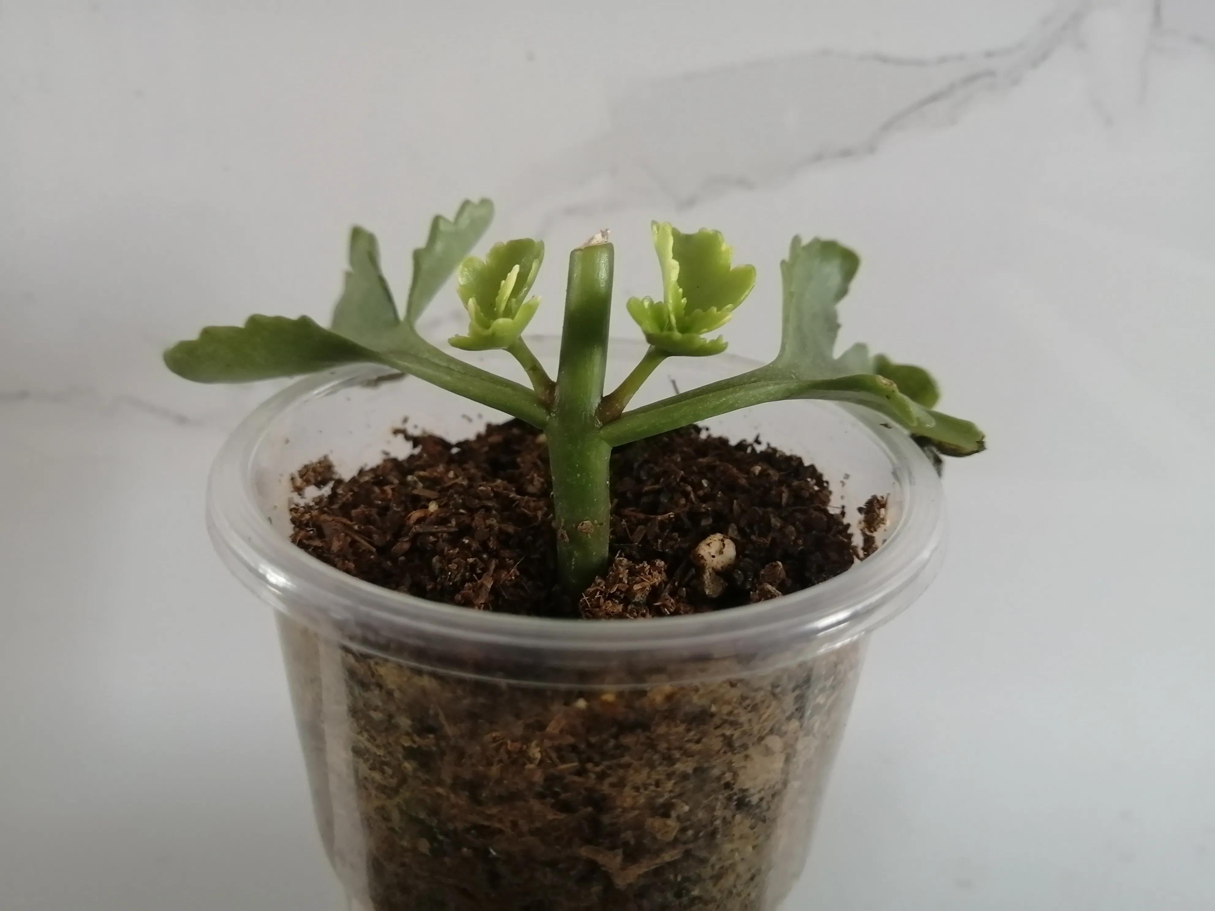 有的长寿花花苞满头，有的花苞寥寥无几，是因为这“4个因素”
