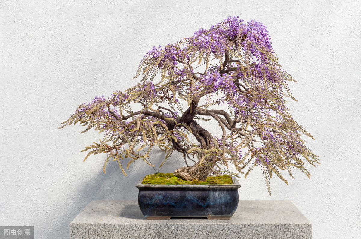 盆栽紫藤不开花，3大原因，精准解决，年年都能花满枝