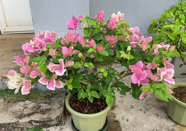 阳台养三角梅，就选“红心樱花”，颜值高，好打理，一起来看看