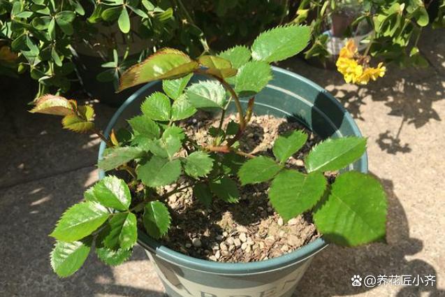 立秋养月季，千万别闲着，给它“1剪3补”，秋花才会开的棒