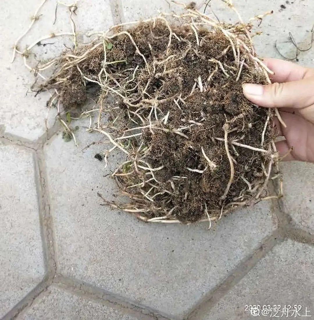 8种“苏醒花”，进入黄金生长季，大水大肥伺候，容易爆盆
