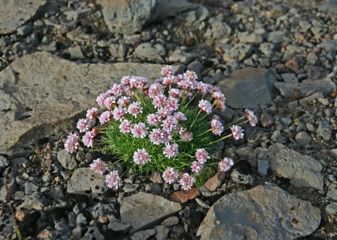 花园里的海石竹，轻轻松松就能长一大丛，种一次就能开爆