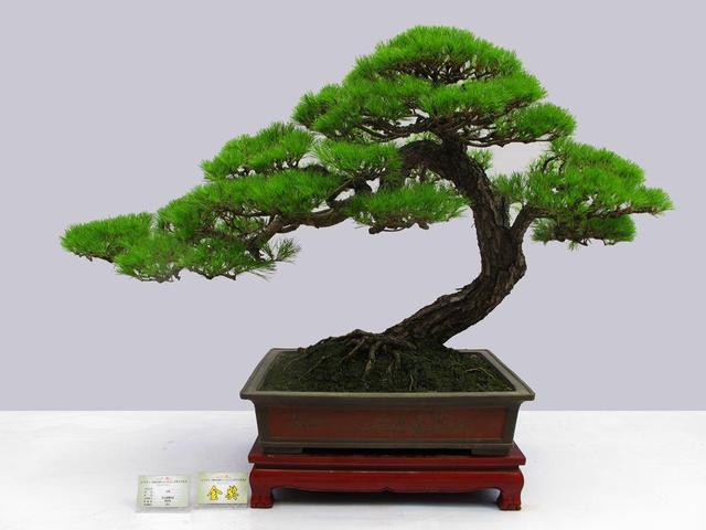 家居空间小没地方养花？16种适合吊养的花，小空间养花的必备良品