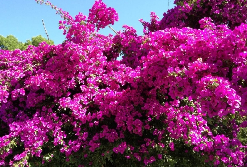 院子里养上4种藤本花卉，花期开成花海，犹如美丽画卷