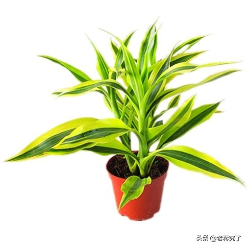 金边富贵竹造型变得凌乱无序，别急着修剪，照这样做她会变得更美