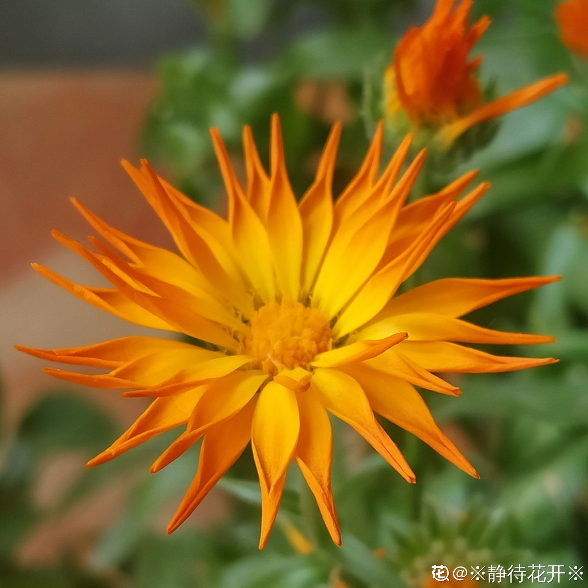 4种花喜欢凉爽，初春扔阳台就行，开点窗户通风长得更好