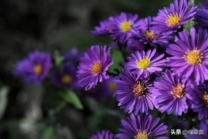 象征着藏族文化的花朵—格桑花，寄托了藏族人民的美好情感