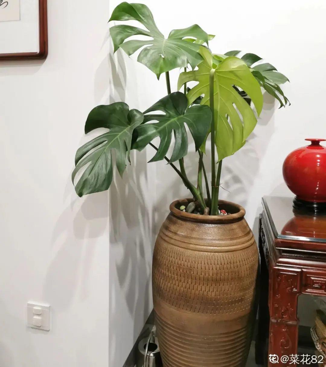 春天不能晒的花，越晒越丑，放阴凉地儿，反倒漂亮