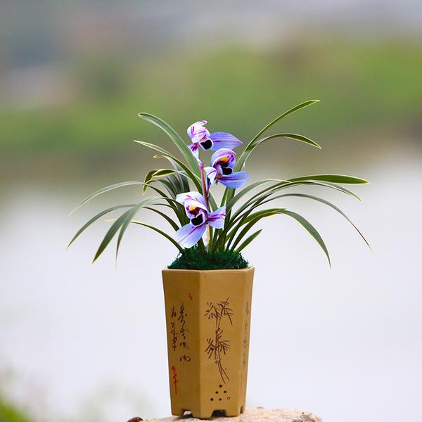 这种“特级色花”不养一盆有点可惜，兰香馥郁，花期长易打理