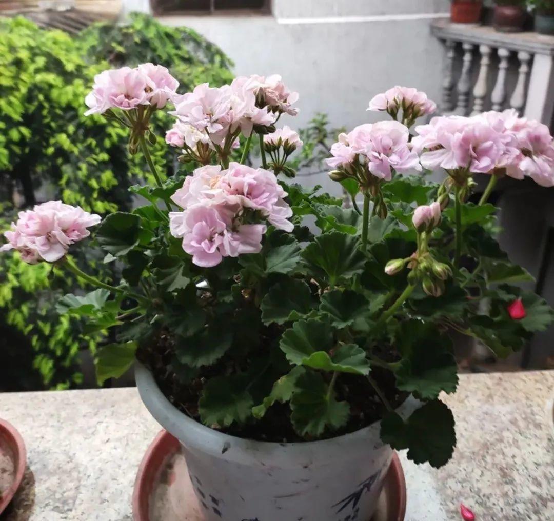 春天最好养的20种花，长得快，开花勤，没病虫