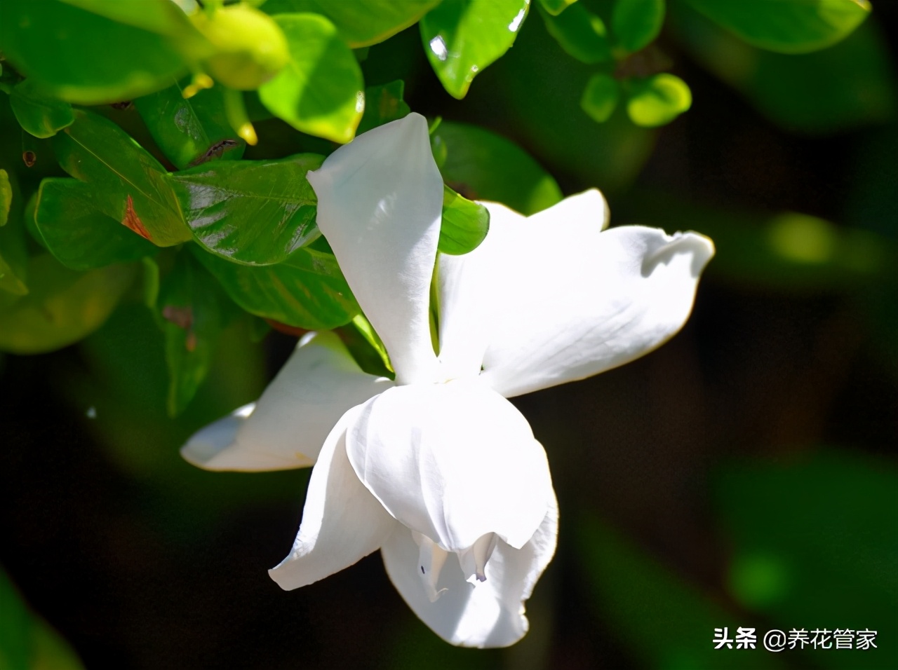 木炭养花的7大功效，农村不起眼的木炭，城里人养花的宝贝