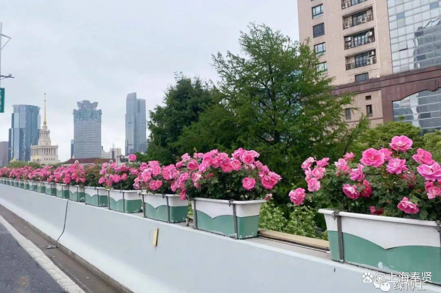 立体绿化为建筑披绿衣，让森林城市更低碳