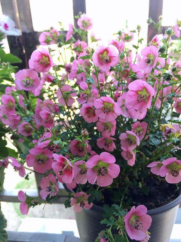 立秋后，如何养花，养花方法有何改变？看看这些你就知道了