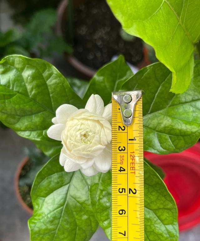 茉莉花界的“男神”，花径4厘米，浓香，多季节开花，你值得拥有