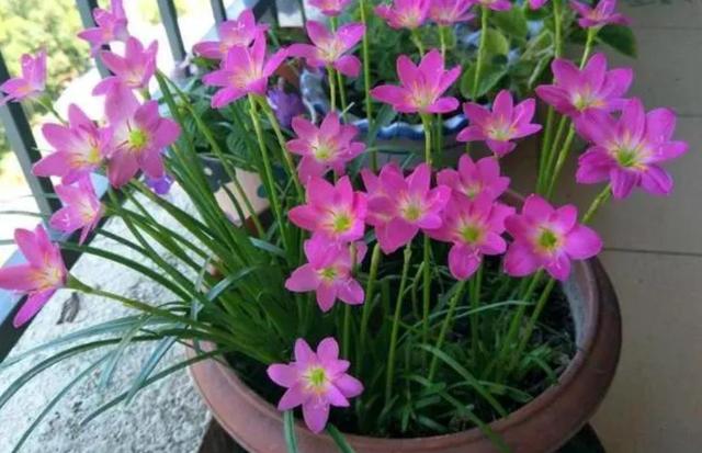 阳台养上5种“皮实花”，简单好养，开花还容易爆盆